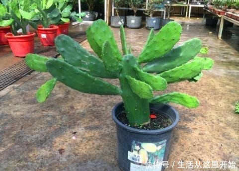这“3种”植物,别嫌它“丑”,家里养1盆,能省不少“医药费”!