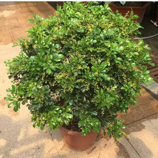 米兰花怎么浇水施肥 米兰花期管理技巧这样养开花时间更长