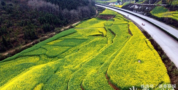 中年|罗平油菜花有多美？游客说：每年都来，怎么也看不够