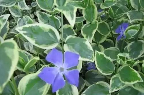 10种出彩的庭院地被花儿,最适合的才是最好的