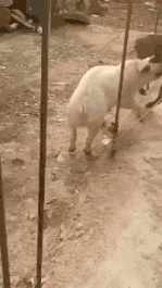 |搞笑GIF:太刺激了 有个这样的女朋友 身体真的受不了