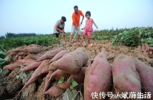 鱼肉|肝脏最喜欢的5种蔬菜，堪比“补品”，便宜又营养，比吃药管用