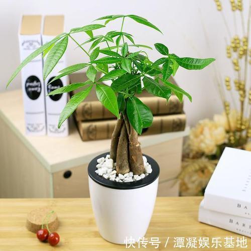 虎皮兰|养这10种花,再喜欢也别多浇水,少浇水,不管它,反而花更多