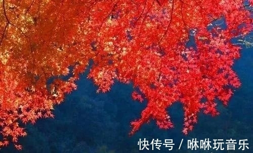 青天河景区|青天河｜金秋时节，来这座“红叶王国”感受那“枫”情万种的美！