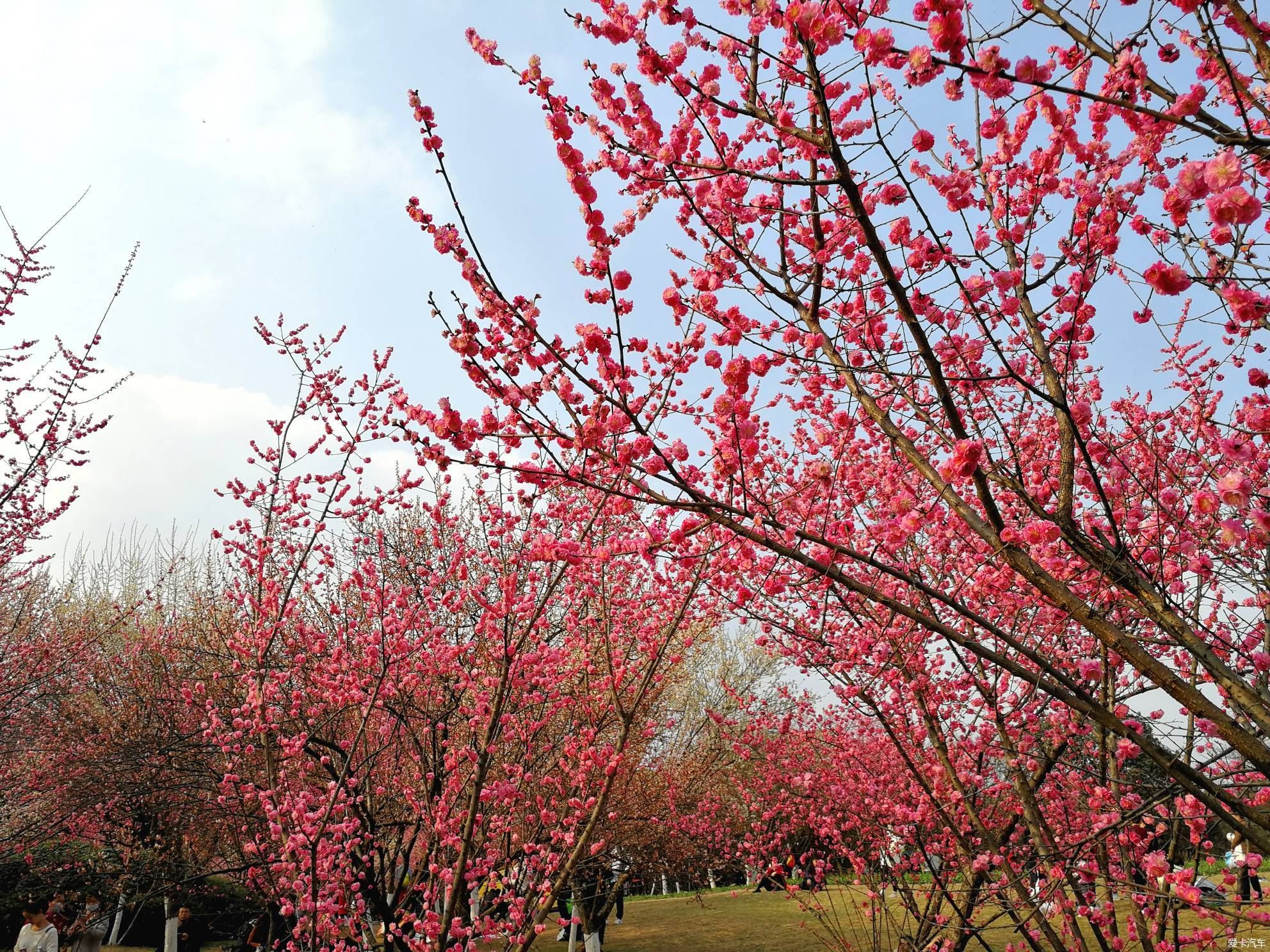 中年|大年初一的成都植物园