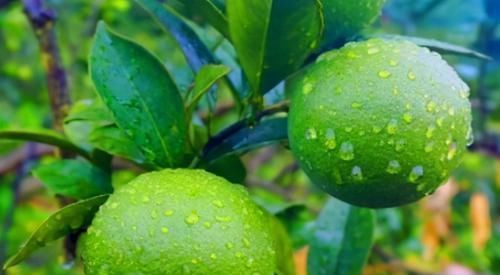 黑色素|长寿老人爱吃3种食物,补充营养、延缓衰老,早吃早受益!