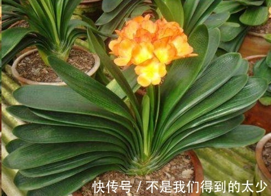 家里的君子兰一浇水就烂根掌握这点浇水技巧,只长花不烂根!