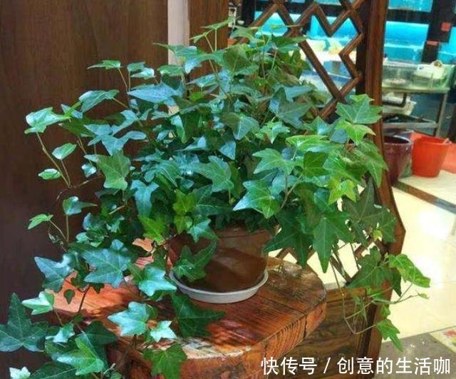 家中养花,又到了小黑飞高发季节,教你3个妙招,轻轻松松一扫光!