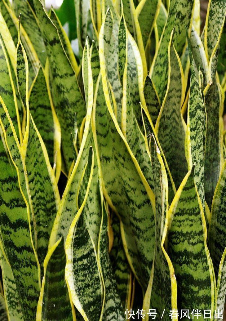 阳光|秋季养虎尾兰,换盆很重要,加上合理养护,不变美都难