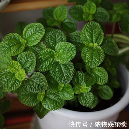 养3种“吸毒草”,客厅养2盆,吸走“二手烟”,身体健康!