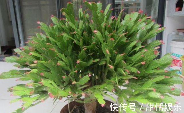 生长期|悄悄告诉你,养好“蟹爪兰”,离不开2种水,10天一次,花开满盆