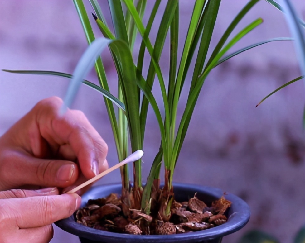蚧壳虫|蚧壳虫身披“蜡质壳”,养花遇到很烦人,记住这几招,全部都消灭