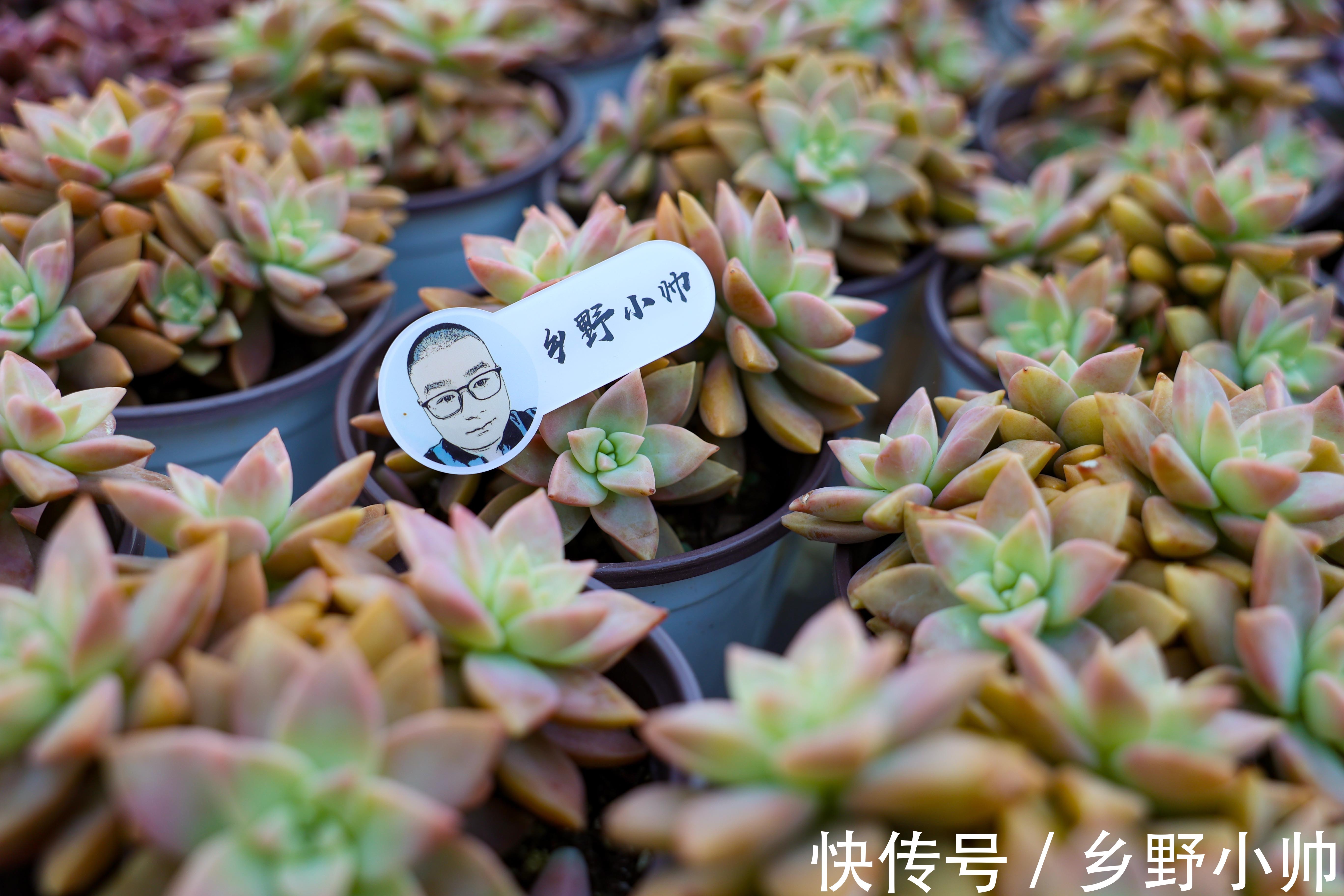 买回来的多肉,我不修根直接上盆行不行?并不是这样