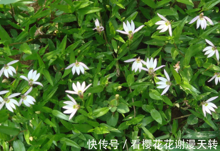 一种野草花开像“莲花”,它好看还是好药材,只是如今少见很稀罕