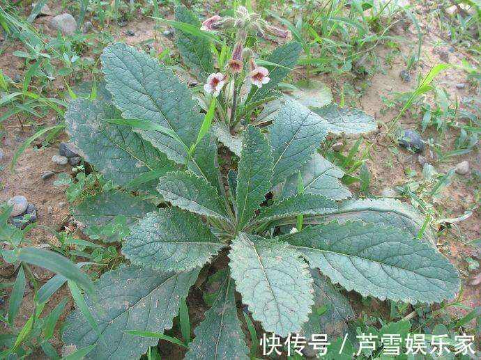 野草|农村这种野草,李时珍称它“服之面如桃花,轻身不老”!你见过么