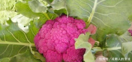 美容|女性想要身體好,不妨常吃的食物,美容抗衰、滋潤(rùn)肌膚,誰(shuí)吃誰(shuí)好