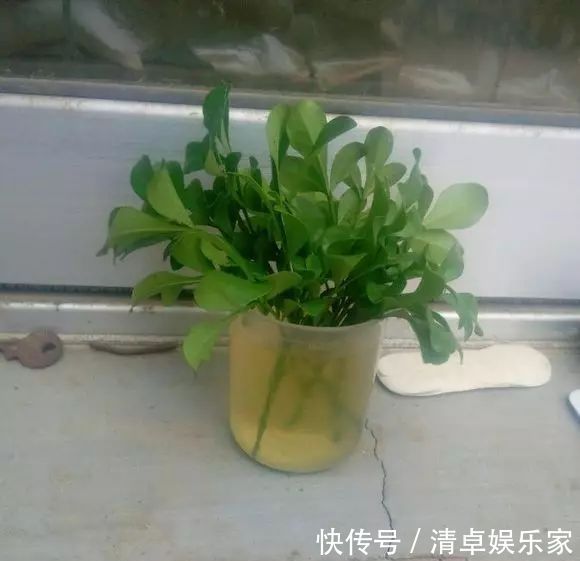 米兰花|夏季扦插茶花米兰花有妙招，套个塑料袋，保湿好生根快不死苗