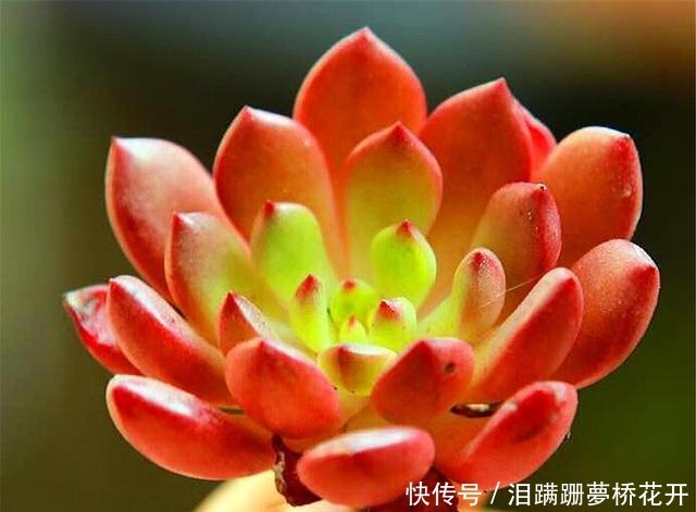 养护|朋友养多肉年年挂一半,只用了1招,饱满水灵,度夏越冬超简单