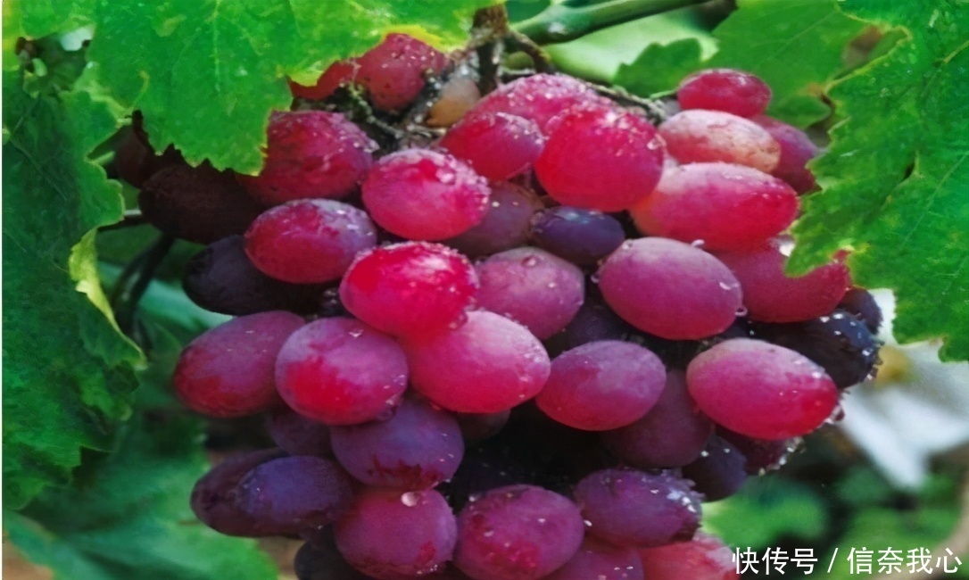 免疫力|超市很常见的3种食物,营养丰富、延缓衰老,提高免疫力