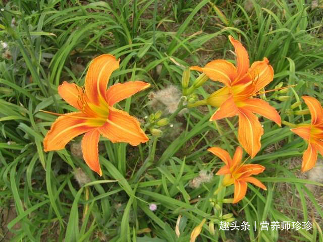 农村|是药也是菜,农村随处可见,看到就摘多点,吃不完晒干存起来