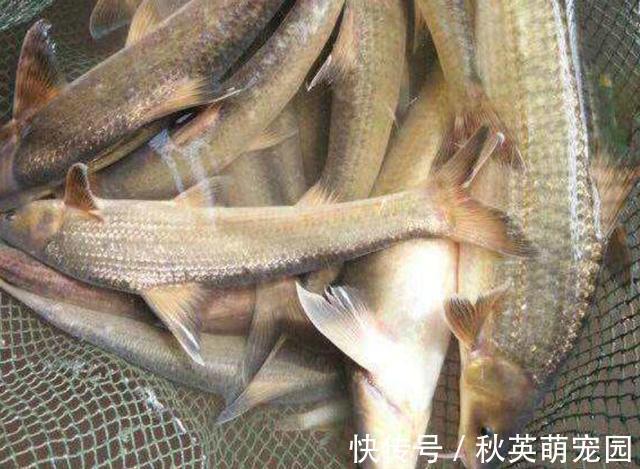 圆口|人称“水米子”,短短30年,从泛滥到稀缺,迄今无法人工养殖