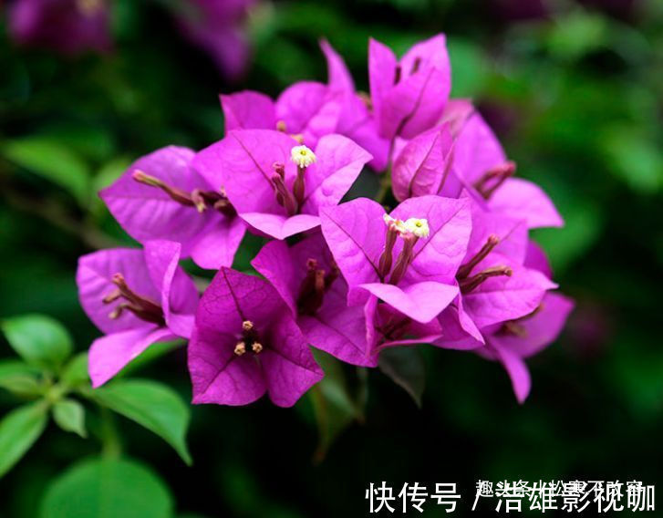 植物|家里养这几款植物，一开就是大半年，沾土就活，新手也能养的好！