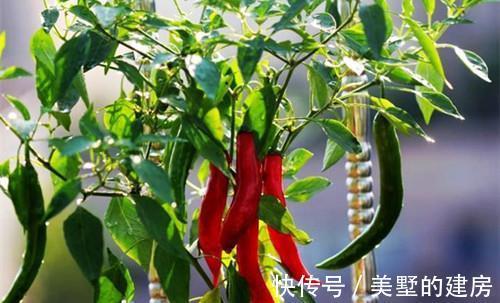 土壤|喜欢养花，闲暇时种植一些蔬菜盆栽，既能观赏还能开摘，非常有趣