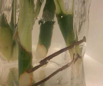  锈蚀的铁钉|富贵竹黄叶后，花瓶内放铁钉？错了越放黄叶越快