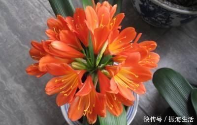 张大爷|张大爷养君子兰，白天喝口酒，晚上闷上头，20天窜出大花箭！