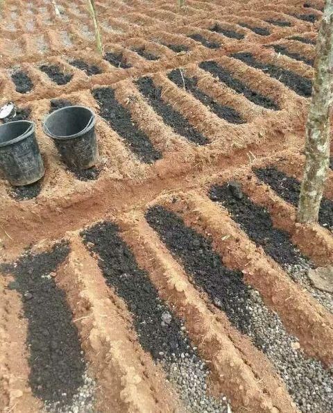 此物件,肥效是磷酸二氢钾的2倍,人见人讨厌,殊不知养花一级棒