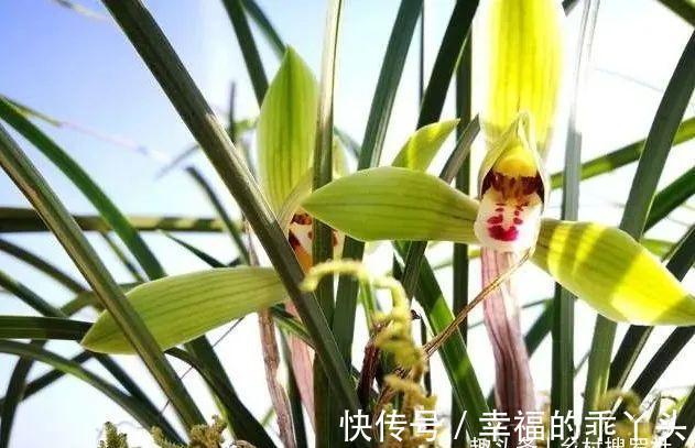 怎样养春兰蕙兰，才能开花香、花期更长？低温作用不可忽视