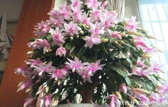 此种“液体”黏糊糊,家家都倒掉,殊不知用来养花,却是“宝”