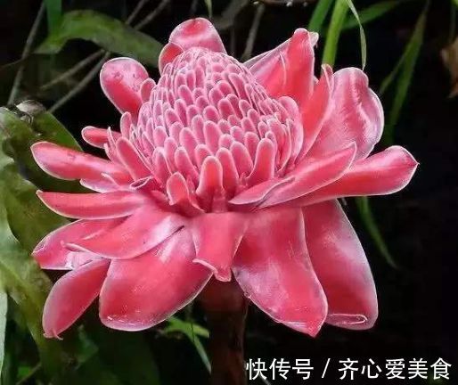粉血色|4种花很漂亮,好养易活能爆盆,连年开花,能养一辈子