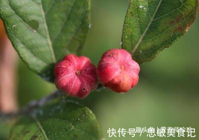 药用价值|若你在家乡有幸见到它们,请好好珍惜,药用价值极高,可遇不可求