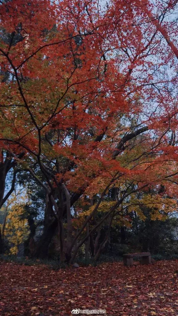 南京|留住最美秋色！一起打卡南京42处落叶不扫观赏点