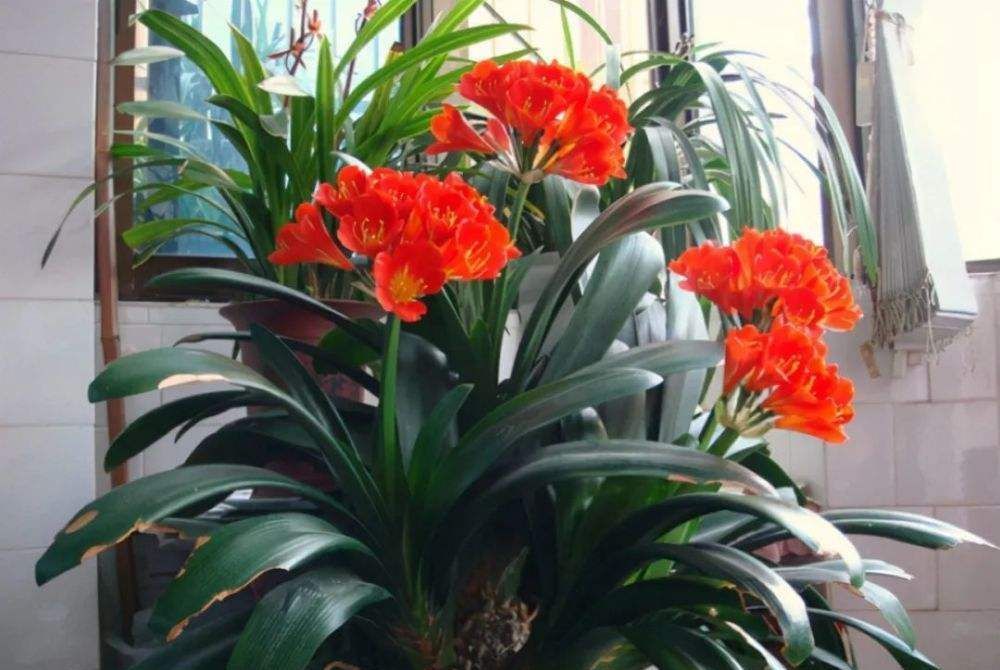 5种花即使“枯死”,也别“喷水”,否则会黄叶,烂叶,掉花苞!