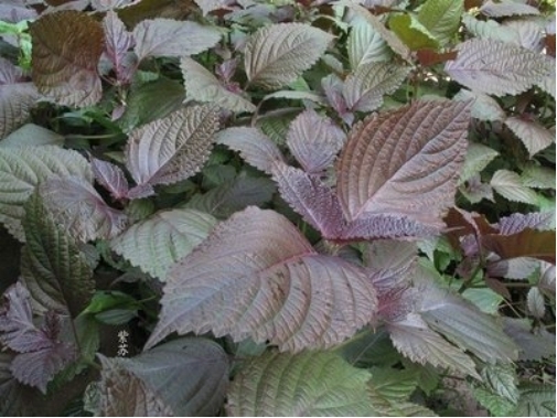 紫苏叶|在农村常被人们称作''救命草'',是指哪种野草