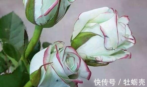 玫瑰花|适合春季养的花，好活易爆盆，花开媲美玫瑰，花朵姿态万千，美