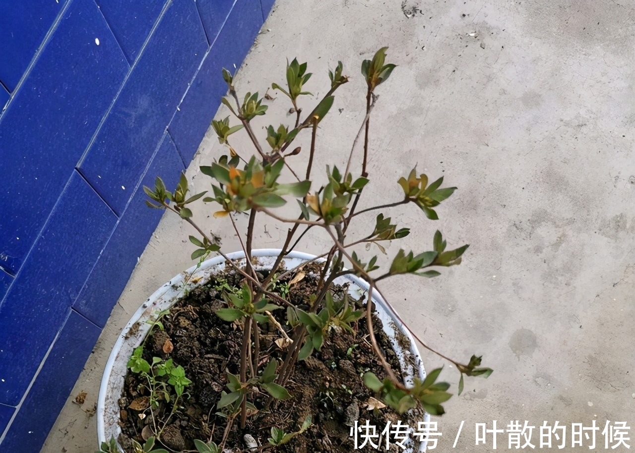 蝴蝶兰|公认“难养”的5种花，没有10年以上的养花经验，建议别买