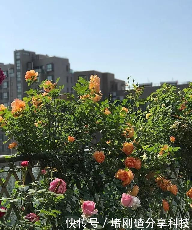 露台|两个孩子的妈妈,利用空闲时间,在露台打造出一片花的海洋