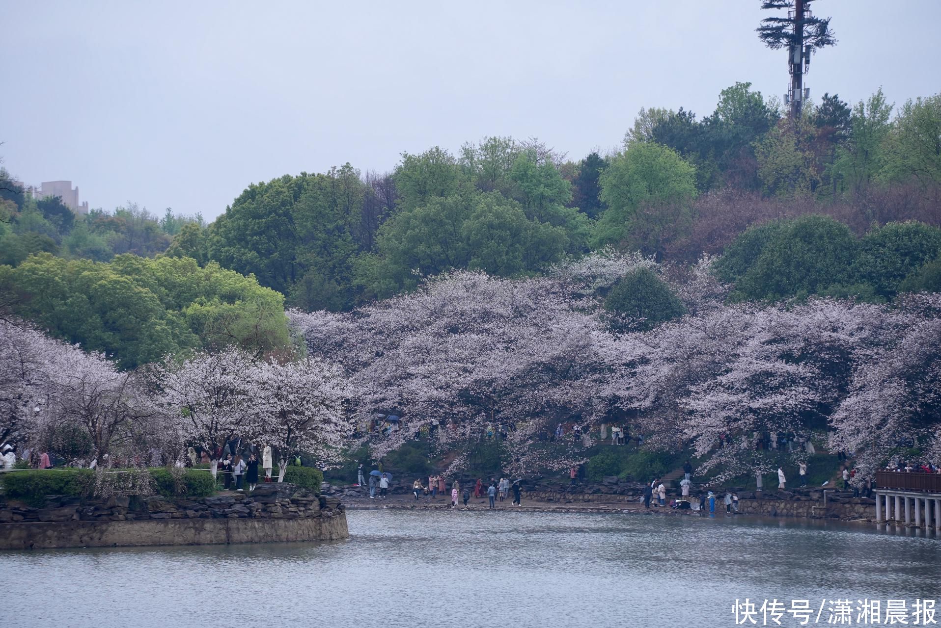 省植物园的吉野樱开花啦！ 专家说，降温降雨对樱花暂时影响不大