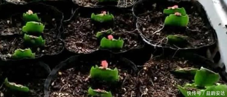 蟹爪兰|今日“种下”3种花,只需1片“叶子”,半月就生根,秋天开满花