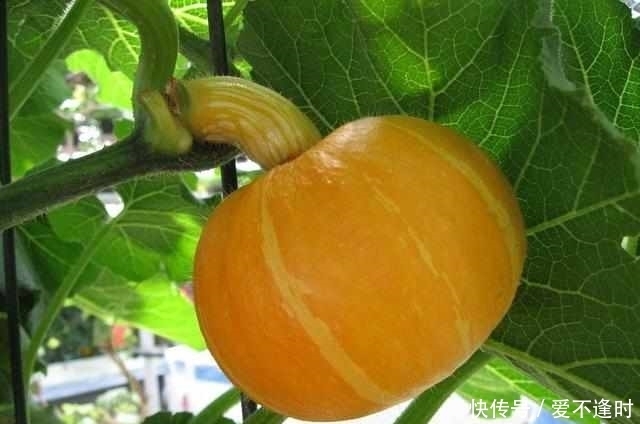 上海常用中草藥|南瓜這個部位堪比人參,能排結石、降血壓、通經絡!