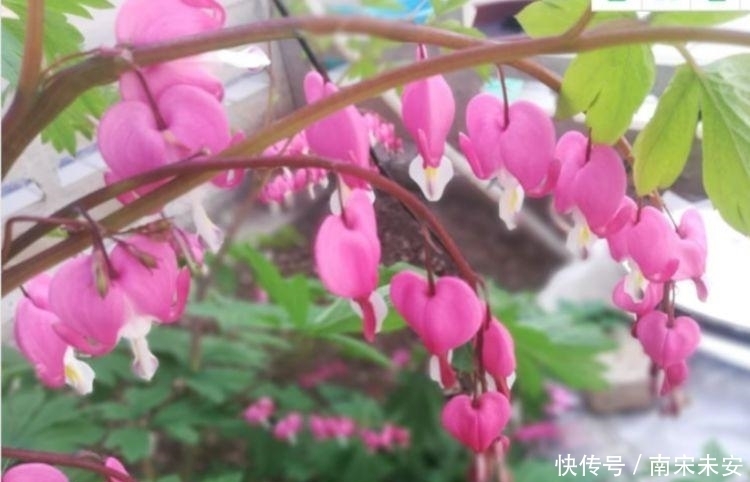 家里要养4种花,开花吉祥又喜庆,随手一养就“爆盆”!