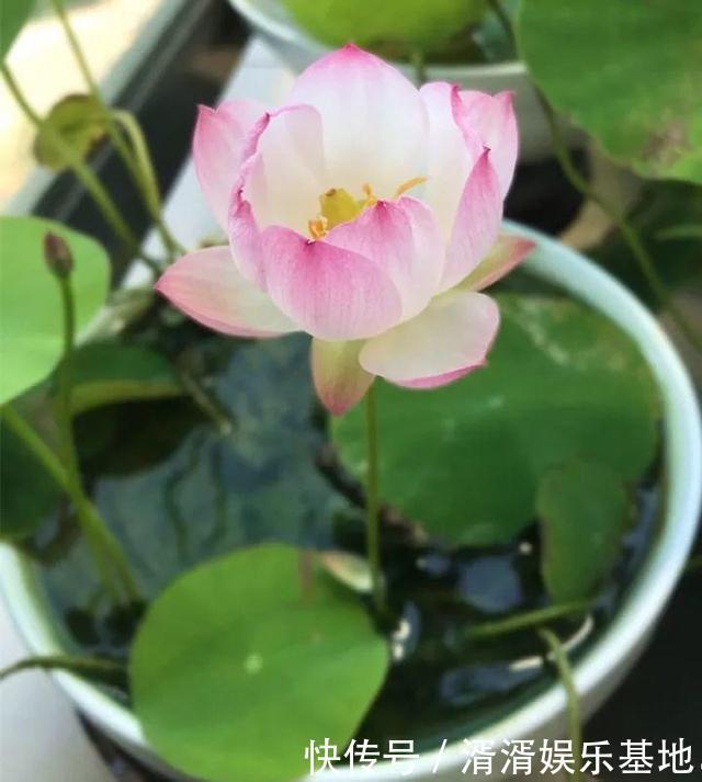 种花|养此5种花,夏季就像“水桶”,浇水越多、长得越旺