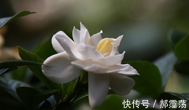 栀子花除了香,原来还有这种特殊用途