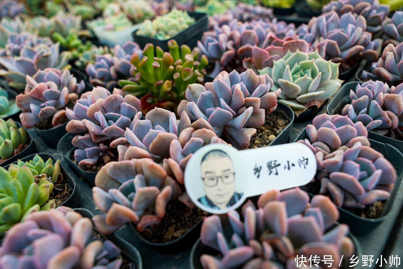 小帅|多肉适合虐养，越虐越好看，浇水篇