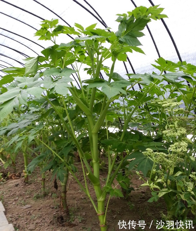伞形科|乡下这种野草,具有“长生不老之功效”,价值极高,你认识它吗