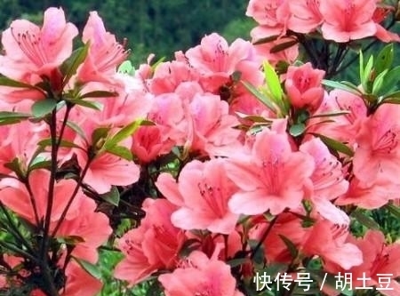冬天养杜鹃花,了解掌握3个要点,顺利春化,来年开出层叠群花!