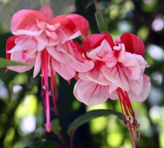 春养4种花,沾土就活,见光就旺,年年开花上百朵,一年开上300天